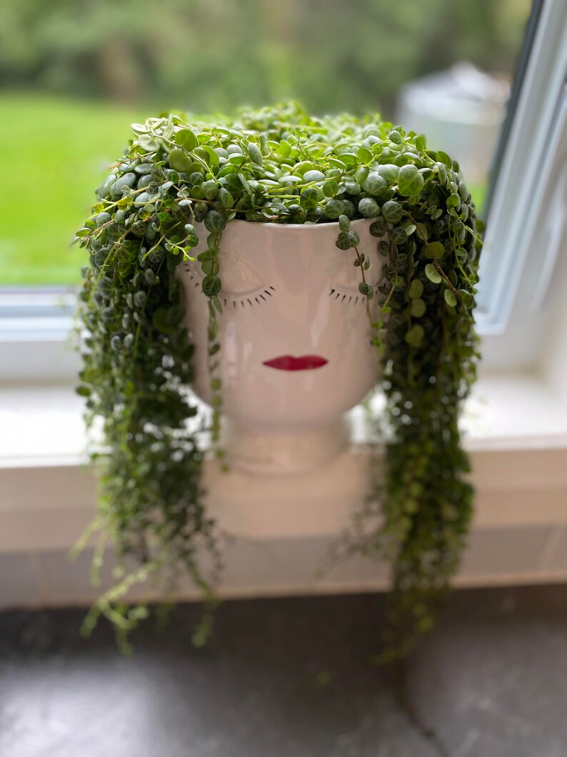 String of Turtles Plant/Cutting/Indoor plant/Trailing Etsy