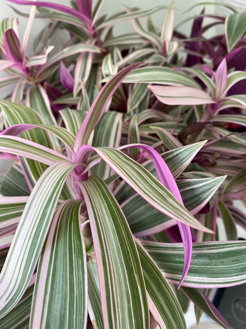 PINK Rhoeo Tricolor Plant/Tradescantia spathacea/Indoor | Etsy