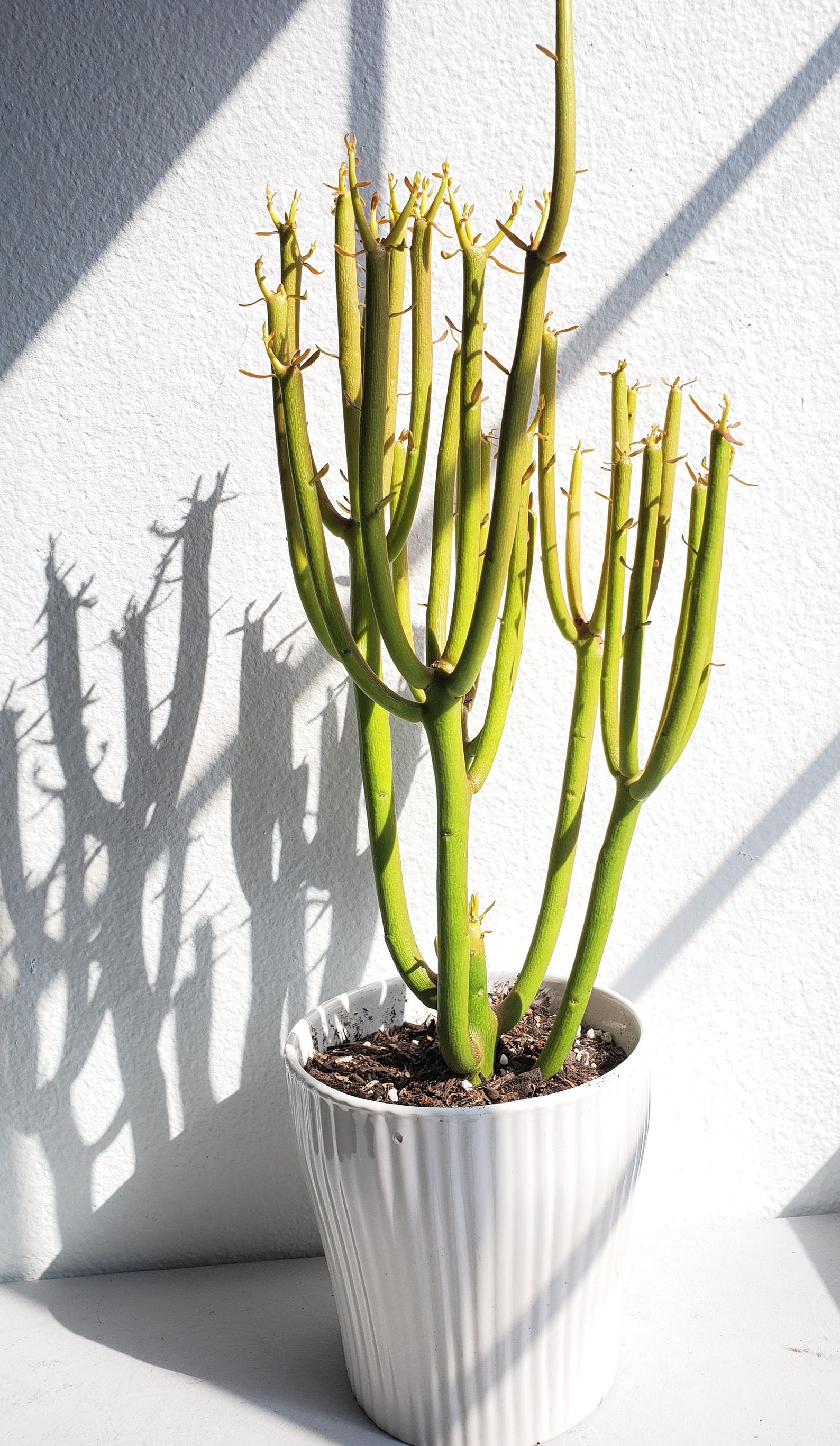 Euphorbia Tirucalli 'Fire Stick Cactus | Etsy