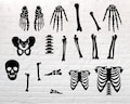 Skeleton Parts SVG, Skeleton svg, Halloween Skeleton Svg, Halloween svg, Body Parts Svg, Skeleton Cut Files, Skeleton Bones Clipart svg png