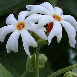 Night blooming jasmine *We do not ship to CA & HI