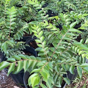 May include: A group of potted curry leaf plants with lush green foliage. The plants are in black plastic pots and are arranged in a row on a bed of brown mulch and green grass.