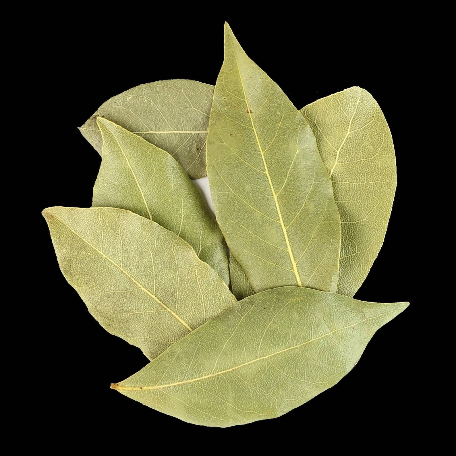 Sweet Bay Leaf Plants baikawan Etsy