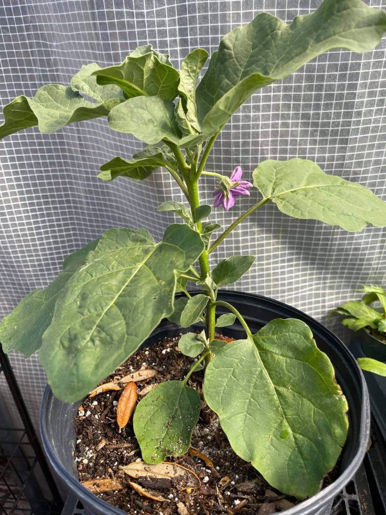 Thai Eggplant Plants we Do Not Ship to CA & HI Etsy Ireland