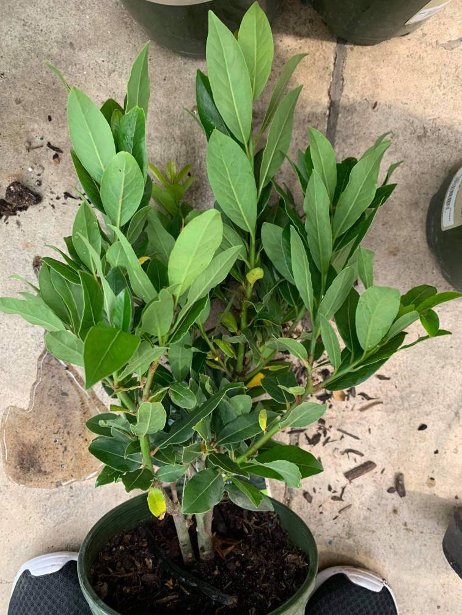 Sweet Bay Leaf Plants baikawan No Ship to CA and HI Etsy