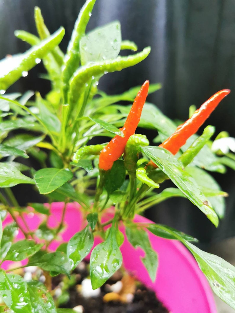 Thai Chili Pepper Plants we Do Not Ship to CA & HI Etsy