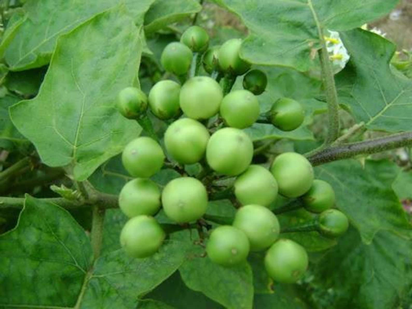 Turkey berry plants 3 years old Etsy