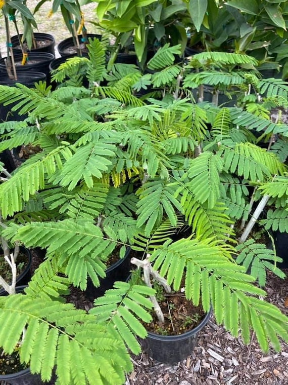 clusia hedge plant Clusia Guttifera Bush, Best Privacy Hedge Tree main image 1