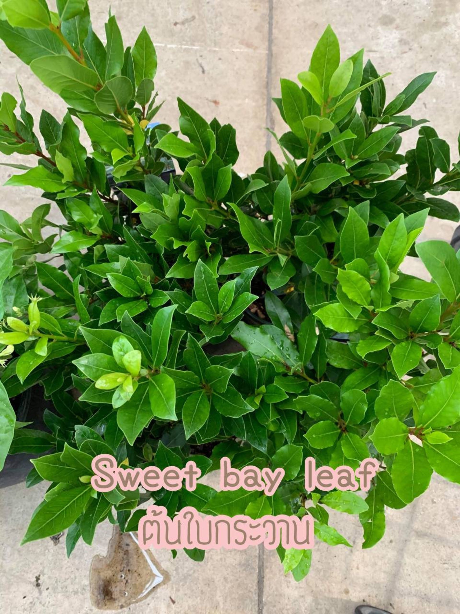Sweet Bay Leaf Plants baikawan Etsy