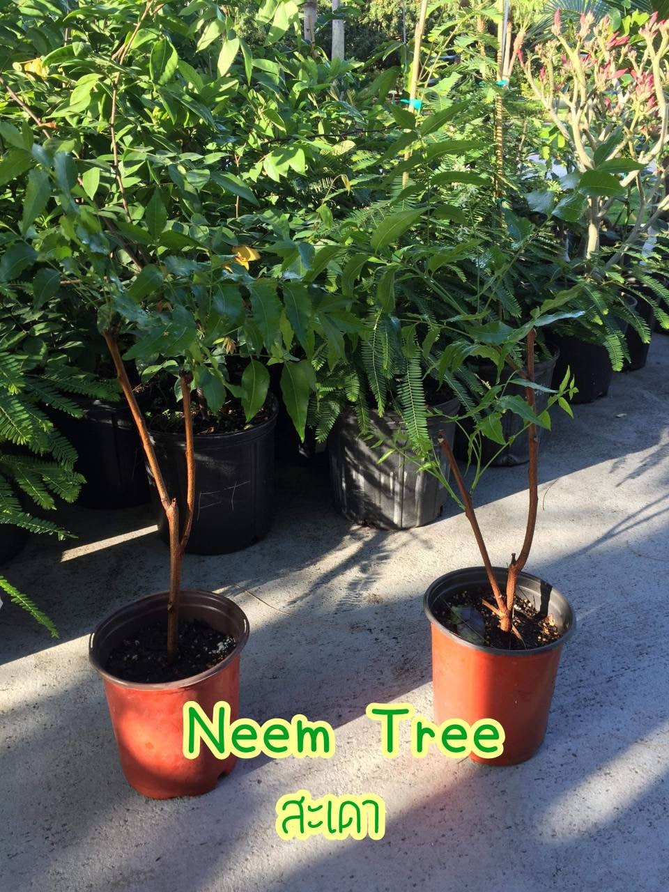 Neem Trees Etsy
