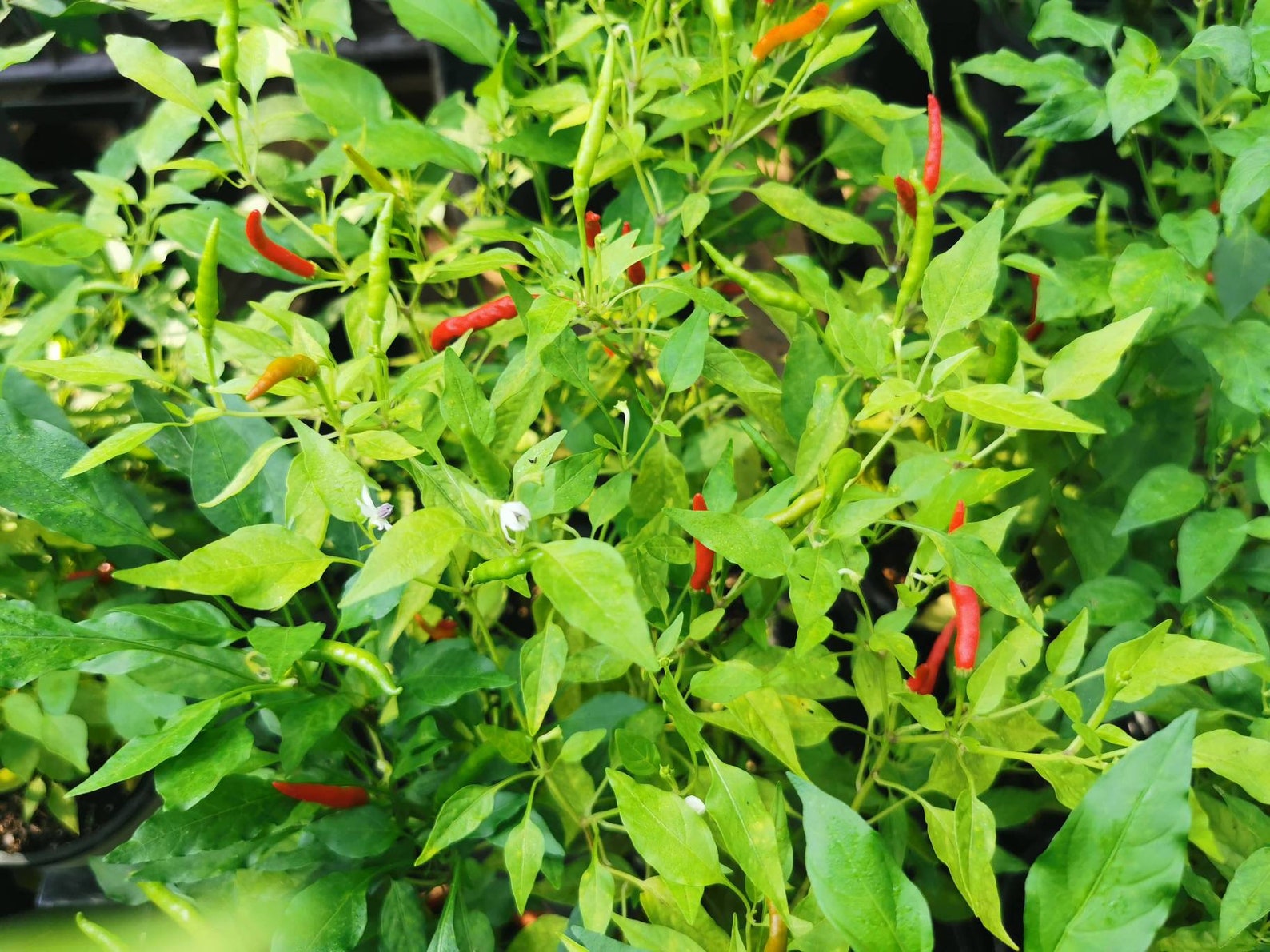 Thai Chili Pepper Plants we Do Not Ship to CA & HI Etsy