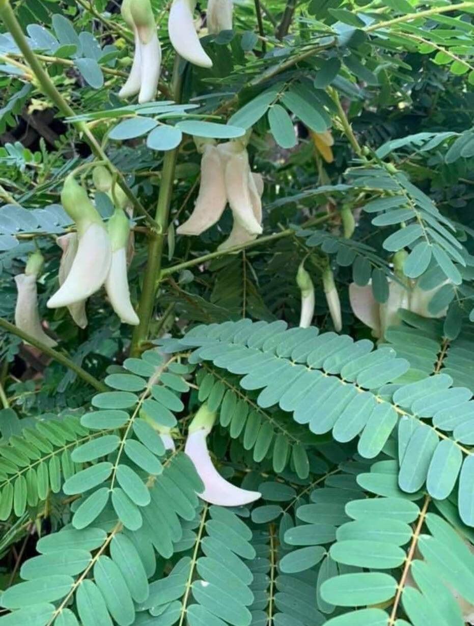 Vegetable hummingbird plants *We do not ship to CA & HI