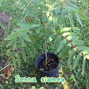 May include: A young Senna siamea plant in a black plastic pot, set against a backdrop of green grass. The plant has multiple branches with small, oval-shaped green leaves. The text "Senna siamea" and Thai text are visible.