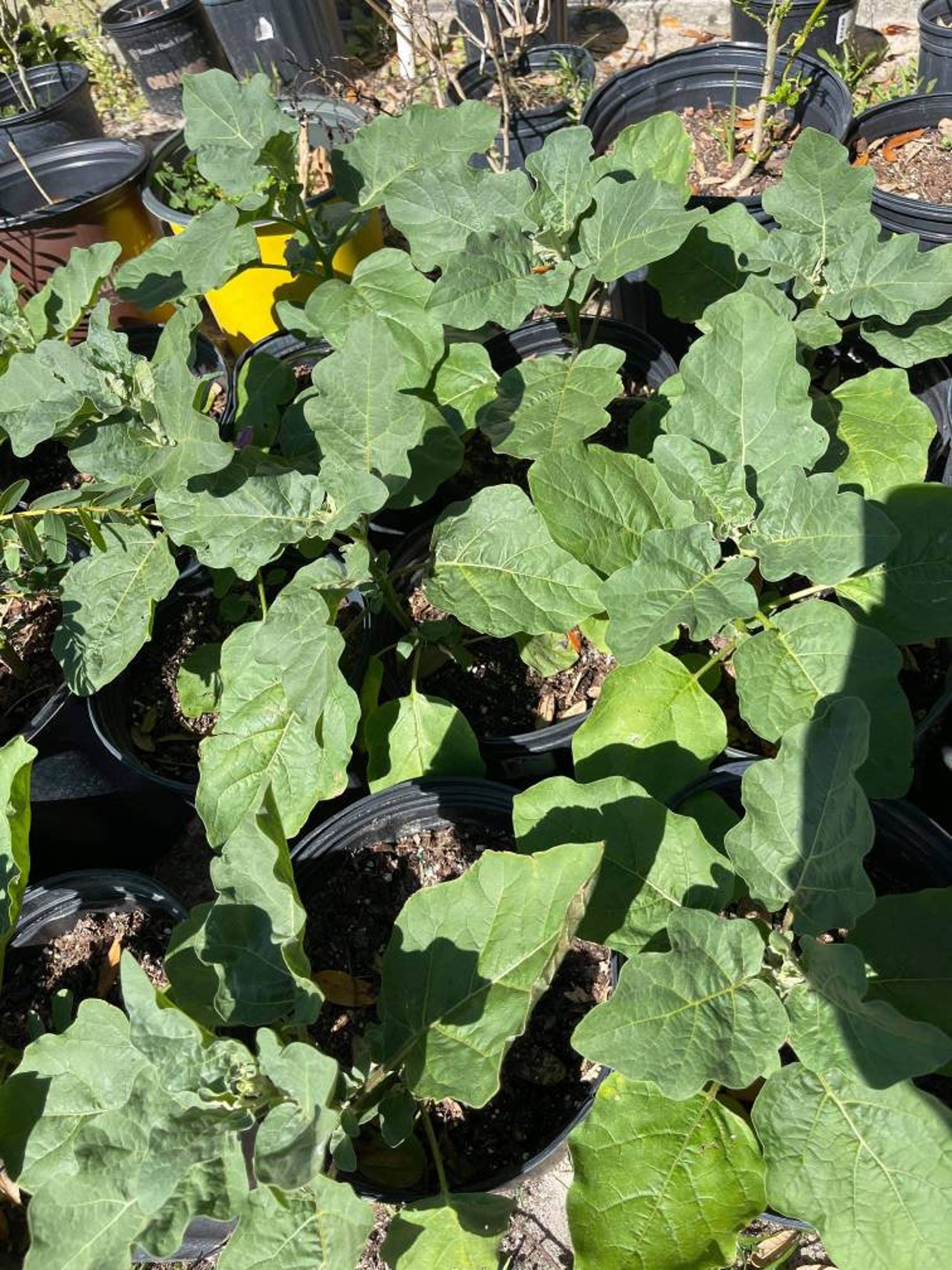 Thai Eggplant Plants we Do Not Ship to CA & HI Etsy Ireland
