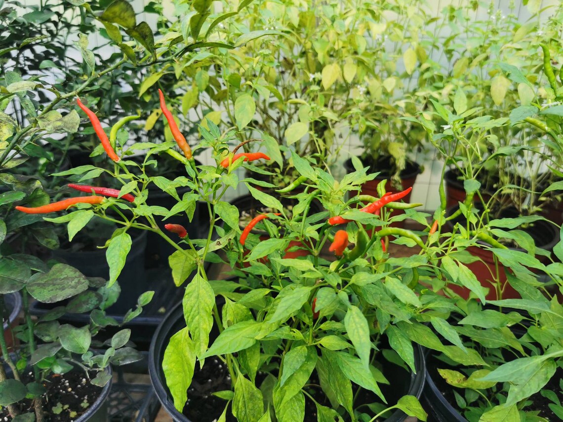 Thai Chili Pepper Plants we Do Not Ship to CA & HI Etsy
