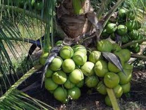 Coconut tree Malayan dwarf No ship to CA and HI | Etsy