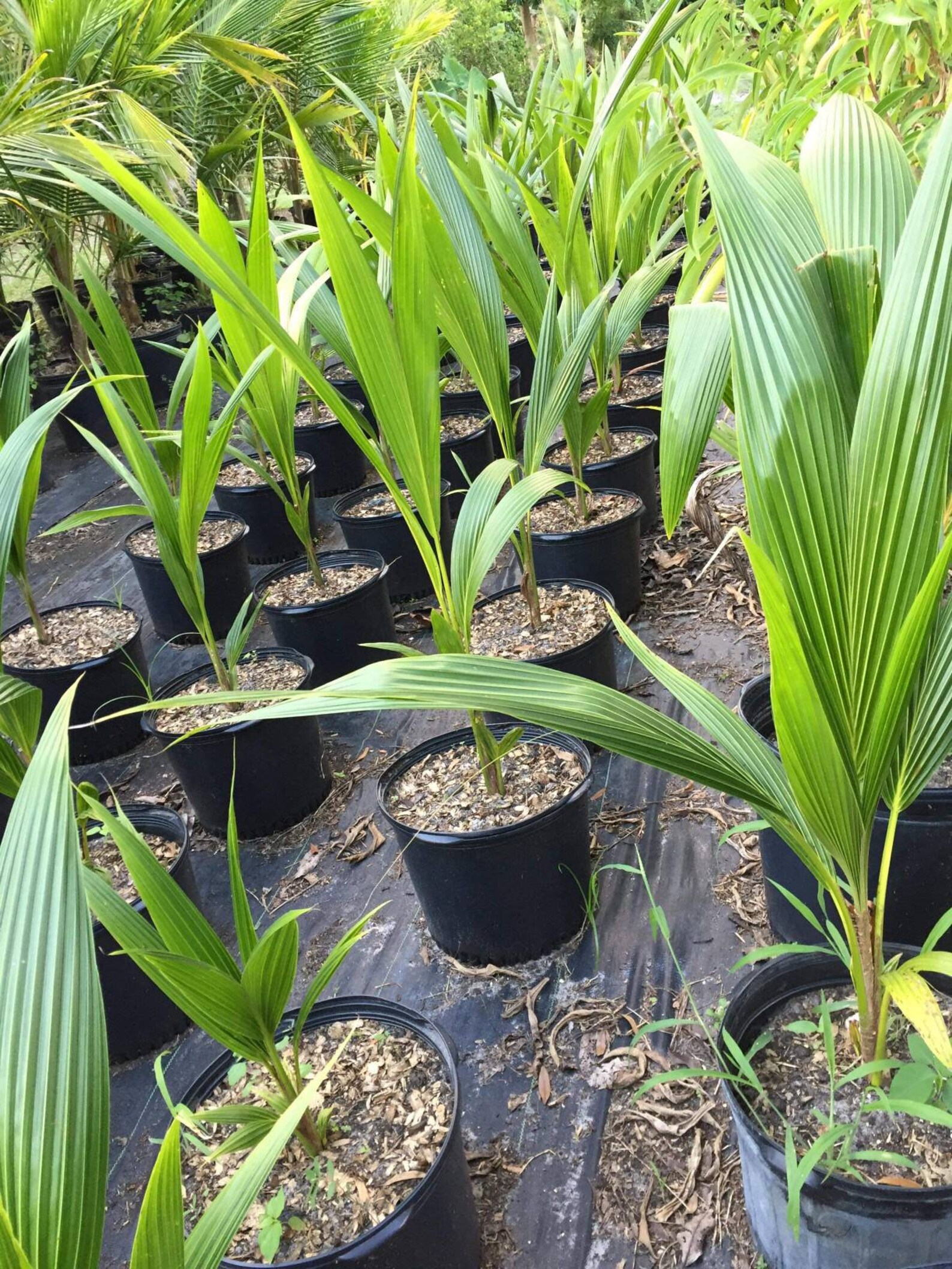 Coconut Tree malayan Dwarf no Ship to CA and HI - Etsy