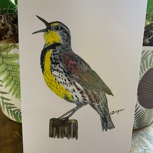Meadowlark postal, pradolark, arte pradolark, arte de la vida silvestre, pájaro pradolark, tarjeta de pájaro pradolark, papelería pradolark, postal de pájaro