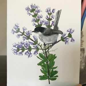 Gnatcatcher costeiro da Califórnia, sálvia munzii, arte costeira do gnatcatcher da Califórnia, arte de pássaros raros, arte de plantas raras, ecologia, montanha Otay