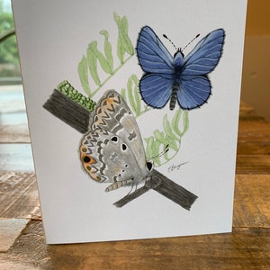 Cartão de borboleta azul Ceraunus, cartão de borboleta azul Edwards, cartão de borboleta azul, arte de borboleta azul, borboleta azul, arte de borboleta, borboleta