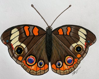 Buckeye, buckeye butterfly postcard, buckeye butterfly