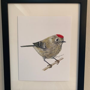 Op de afbeelding: Een ingelijst aquarel schilderij van een kleine bruine vogel met een rode kroon die op een tak zit. De vogel kijkt naar rechts en heeft een kleine, puntige snavel. Het schilderij is onderaan rechts gesigneerd met "Bergman".