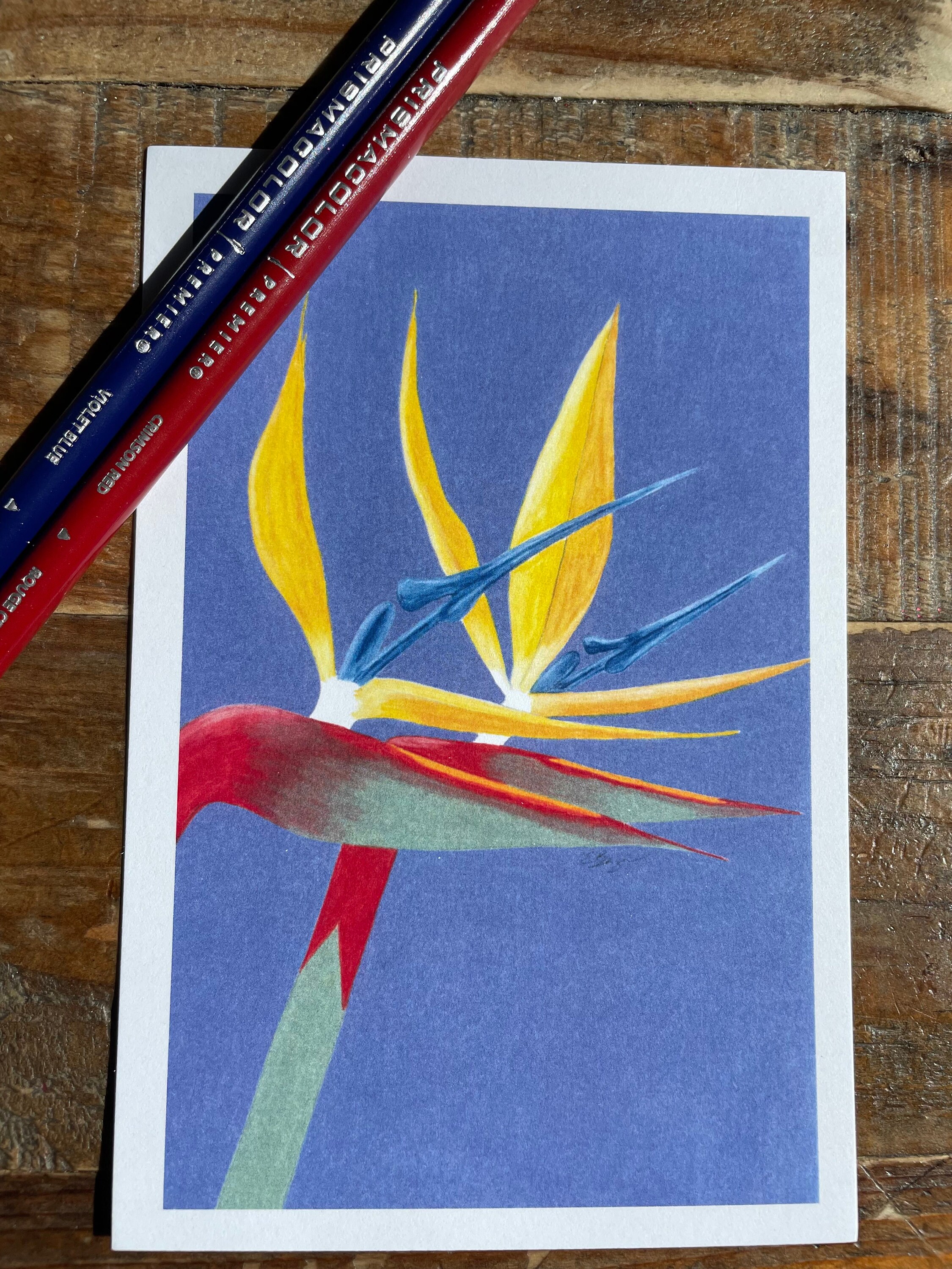 Bird of paradise flower postcard, bird of paradise postcard, bird of paradise flower greeting