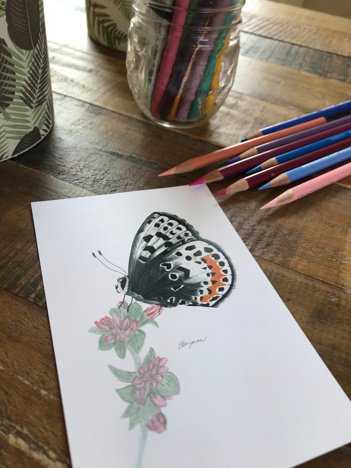 El Segundo Blue Butterfly Postcard Rare Butterfly Butterfly Etsy