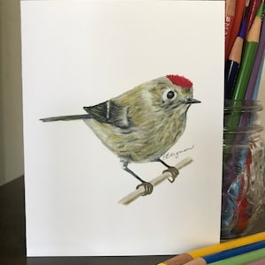 Rubin gekrönt Kinglet Vogel Karte, Eiche Wald Kunst, Vogel-Karte, Calfornia Kunst, Los Angeles Grußkarte, Vogel Kunst, roter Vogel, Natur-Kunst