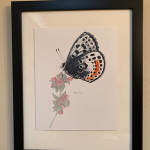 May include: A black and white drawing of a butterfly with orange and white markings on its wings. The butterfly is perched on a stem of pink flowers. The drawing is signed "Beyman".