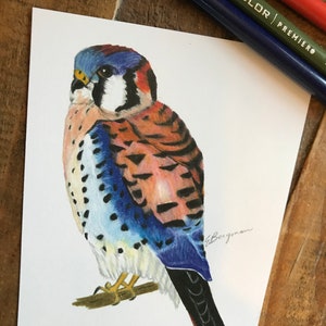 Postal de cernícalo, cernícalo, postal de cernícalo americano, cernícalo americano, tarjeta de pájaro de cernícalo, pájaro cernícalo, tarjeta de pájaro, postal de pájaro,