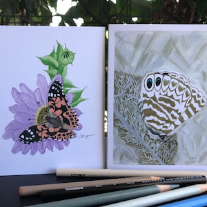 Set di farfalle, farfalla blu marino, farfalla dipinta signora, farfalla invernale, farfalla primaverile, arte della fauna selvatica, carta della fauna selvatica, set di carte