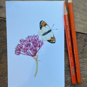 Cartão postal de borboleta Orangetip, cartão postal de arte de borboleta Orangetip de Sara, cartão postal, arte de borboleta, borboleta de ponta laranja