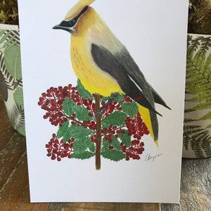 Waxwing ansichtkaart, ceder waxwing ansichtkaart, ceder waxwing, ceder waxwing vogel, vogel kaart, vogel post kaart, vogel kunst, kerst vogel, Ceder, kunst
