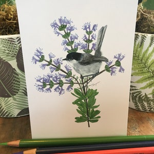 Gnatcatcher, cartão postal de gnatcatcher, cartão postal de gnatcatcher da Califórnia, gnatcatcher da Califórnia, cartão de gnatcatcher, cartão de pássaro, poste de pássaro, pássaro,