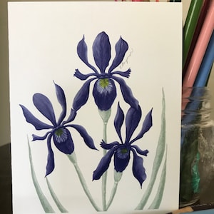 Wilde Iris Karte, große Bär Wiese, botanische Grußkarte, Wild-Berg-Wiese-Karte, Lakeside Iris Karte, lila Iris Karte, Wiese Karte