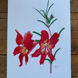 Roter Busch Affe Blume, Affe Blume Postkarte, Blumen Postkarte, Blumenkunst, rote Blumenkunst, California native, Diplacus Puniceus, Blumen