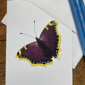 Papillon cape de deuil, carte cape de deuil, carte papillon cape de deuil, carte papillon, carte papillon violet