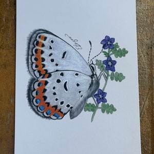 Borboleta azul Melissa, borboleta azul, borboleta Melissa, borboleta, borboleta Califórnia, azul, cartão de borboleta, cartão, cartão postal de borboleta