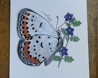 Borboleta azul Melissa, borboleta azul, borboleta Melissa, borboleta, borboleta Califórnia, azul, cartão de borboleta, cartão, cartão postal de borboleta