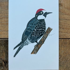 Eichel-Specht, Eichel, Specht, Eichel-Specht Postkarte, Specht Postkarte, Eichel Postkarte, Specht, Postkarte, Vogel Postkarte,