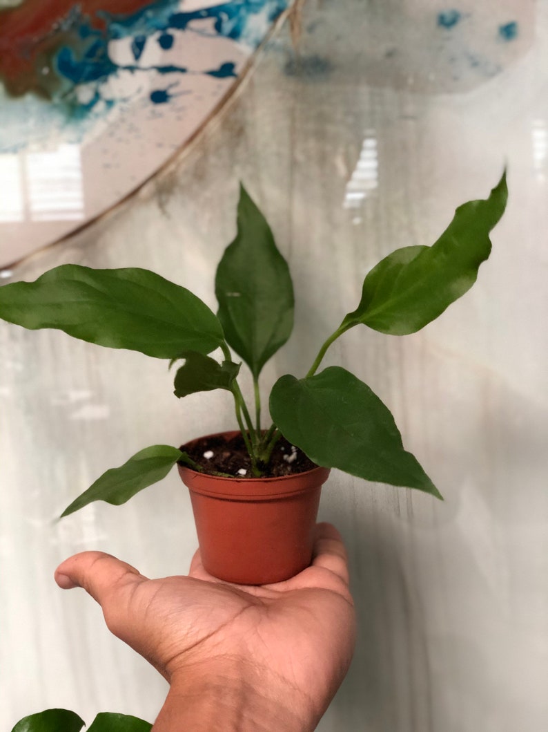 Anthurium plowmanii Fruffles | Etsy