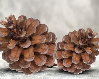 natural pinecones for crafts - set of 24