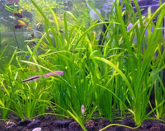 High QUALITY Jungle VAL Eel Grass + LIVE Guarantee (Vallisneria Americana) aquarium pond aquatic plant