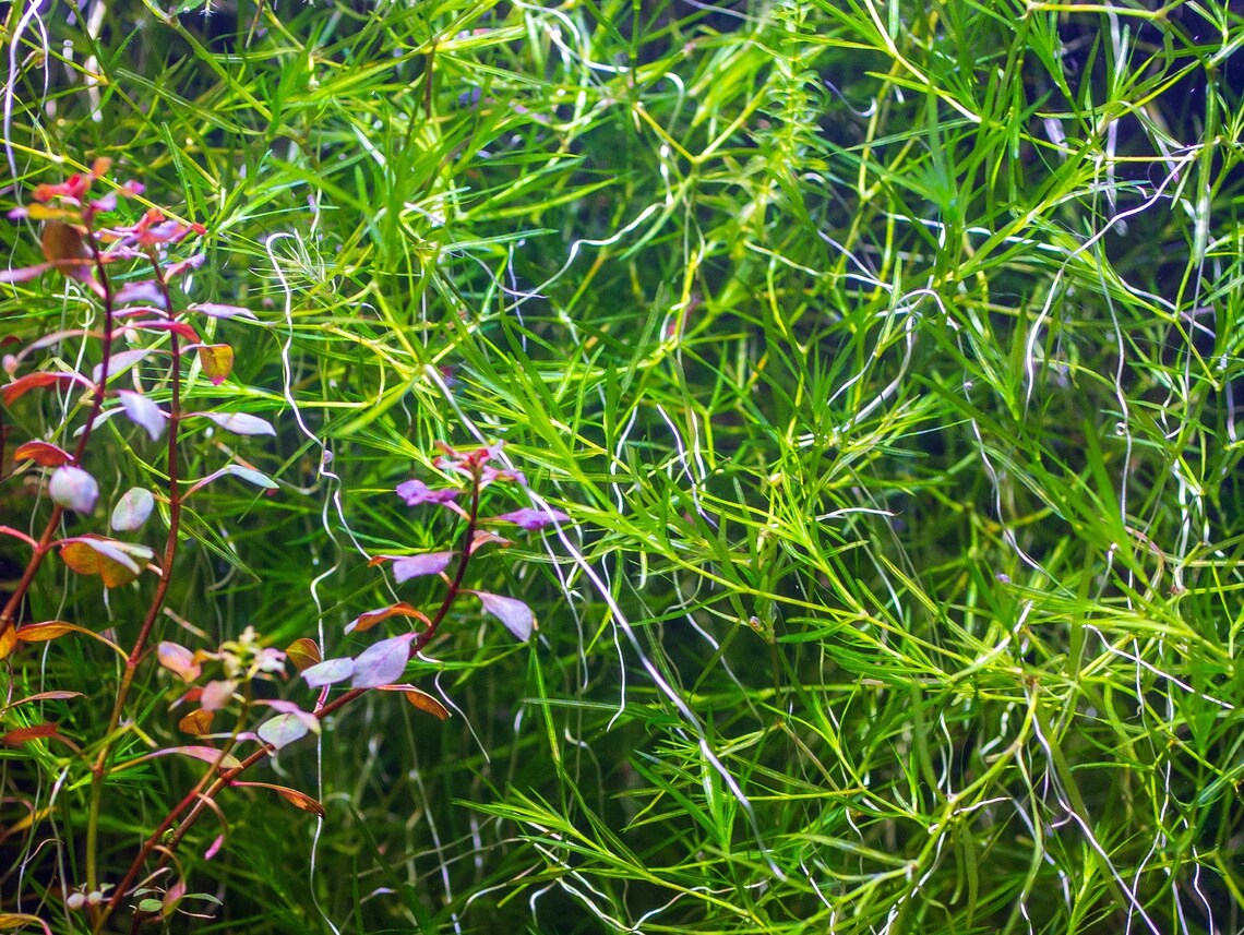 BUY2 GET1 FREE 4 Oz HIGH QUALITY Guppy Grass Live Aquarium Etsy Norway