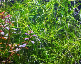 BUY2 GET2 FREE* 4 oz HIGH QUALITY Guppy Grass Live Aquarium Aquatic Plant for Fish Tank Easy to Grow (Najas Guadalupensis)