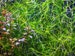 BUY2 GET1 FREE* 4 oz HIGH QUALITY Guppy Grass Live Aquarium Aquatic Plant for Fish Tank Easy to Grow (Najas Guadalupensis) 