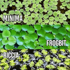 May include: Close-up of three aquatic plants: Minima, Frogbit, and Riccia. Minima features small, round, textured leaves. Frogbit has larger, smooth, circular leaves. Riccia displays a more complex, star-like leaf structure. All plants are a vibrant green.