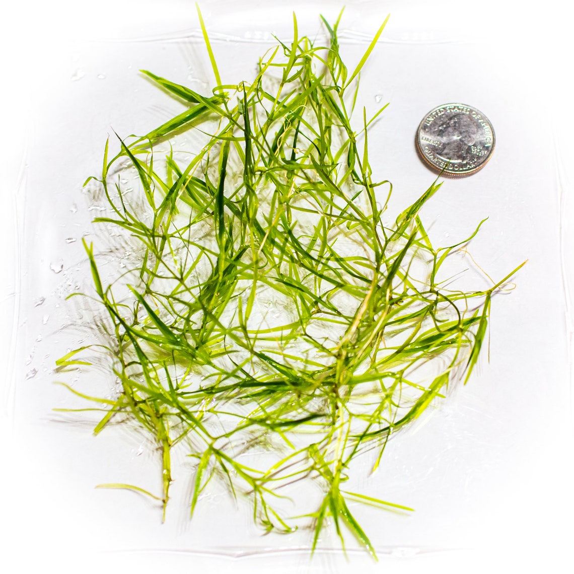 BUY2 GET1 FREE 4 Oz HIGH QUALITY Guppy Grass Live Aquarium Etsy Norway