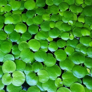 May include: A close-up view of a collection of small, round, bright green aquatic plants. The plants are densely packed together, creating a textured surface. The image is well-lit, highlighting the vibrant green color.